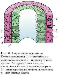 Гидра и кракен
